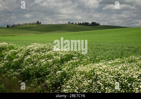 Roadside wildflowers and green fields. Whitman County, Washington, USA. Stock Photo