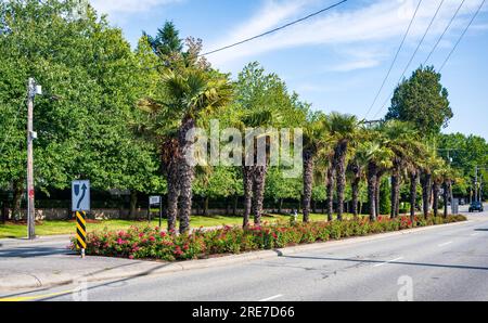 Ornamental stand of palm trees and flowers on 56th Street in Delta, the old Point Roberts Road.  Tsawwassen, Delta, BC, Canada. Stock Photo