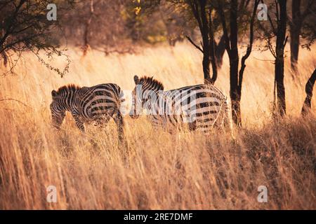 Zebra spotted during sunset game drive in Serengeti Melia Stock Photo