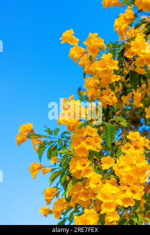 Beautiful tecoma flower tree with fresh bunch of flowers and greed seed ...