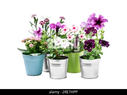Beautiful flowers in different pots isolated on white Stock Photo
