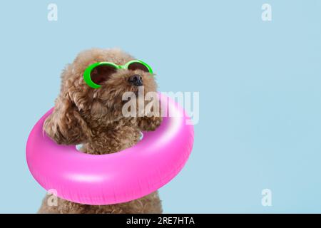 Cute Maltipoo dog with stylish sunglasses and swim ring on light blue background. Space for text Stock Photo