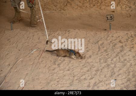 African Giant Land Rat searching area for mines, APOPO land mine clearance centre using Detection Rats to speed up land clearance, Siem Reap, Cambodia Stock Photo