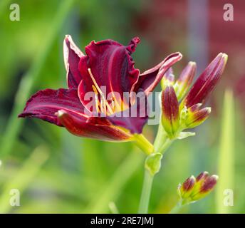 'Ed Murray' Daylily, Daglilja (Hemerocallis) Stock Photo