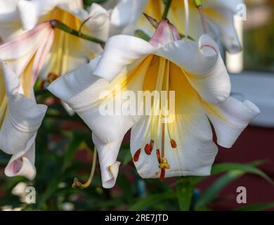 Miss Peculiar' Skyscraper lily, Trädlilja (Lilium hybrid Stock 