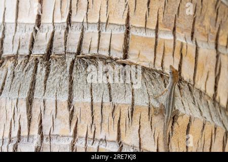 Caribbean lizard with dark brown head on a palm trunk in Cuba. Lizard in Cuba Stock Photo