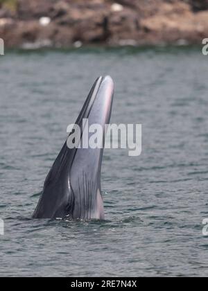 Vertical photo of adult Eden's Whale (Balaenoptera edeni), at sea surface, feeding, Inner Port Shelter, Sai Kung, Hong Kong, China 25 July 2023 Stock Photo