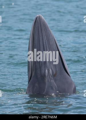 Vertical photo of adult Eden's Whale (Balaenoptera edeni), at sea surface, feeding, rostrum ridges visible, Sai Kung, Hong Kong, China 25 July 2023 Stock Photo