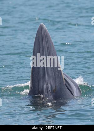 Vertical photo of adult Eden's Whale (Balaenoptera edeni), at sea surface, feeding, rostrum ridges visible, Sai Kung, Hong Kong, China 25 July 2023 Stock Photo