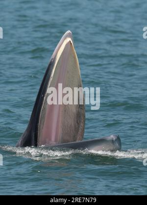 Vertical photo of adult Eden's Whale (Balaenoptera edeni), at sea surface, feeding, Inner Port Shelter, Sai Kung, Hong Kong, China 25 July 2023 Stock Photo