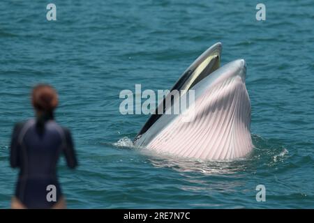 Eden's Whale (Balaenoptera edeni), at sea surface, feeding, showing pink gape, in front of onlooker, Sai Kung, Hong Kong, China 25 July 2023 Stock Photo