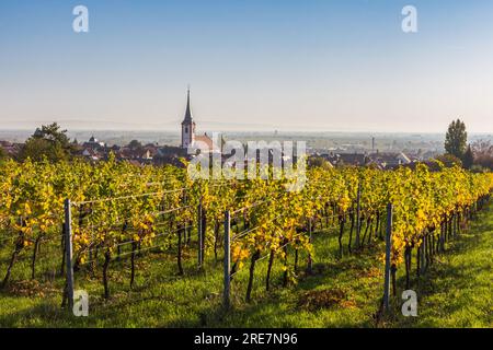 View from vineyards to Maikammer with the catholic church in autumn, German Wine Route, Rhineland-Palatinate, Germany Stock Photo
