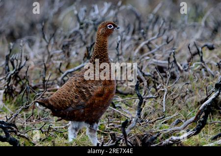 Red Grouse Stock Photo