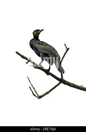 Great Cormorant on a dry branch isolated against a white background Stock Photo