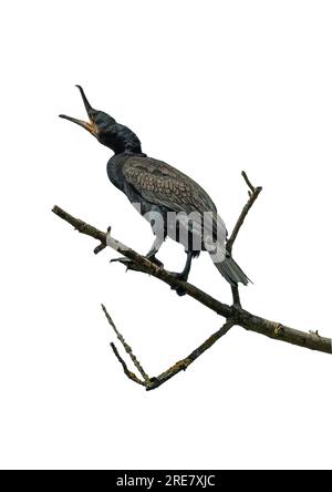 Great Cormorant on a dry branch isolated against a white background Stock Photo