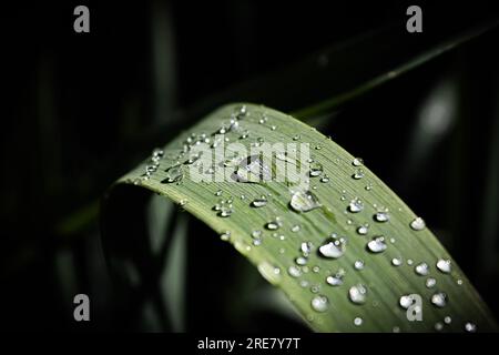 leaves with rain drops, lily Stock Photo