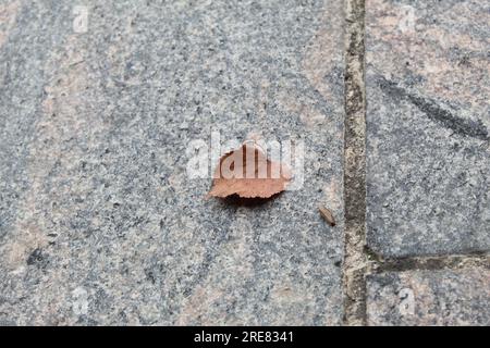 A close up photo of an Autumn leaf isolated on a stone floor. Stock Photo