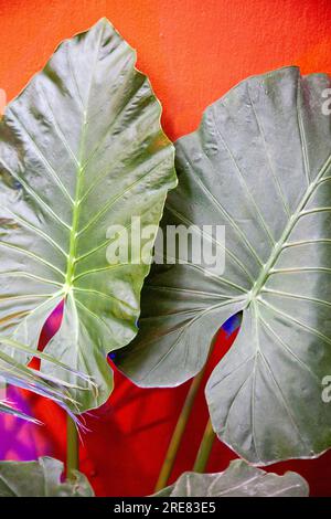 Two Green Leaves Against Red Wall Stock Photo