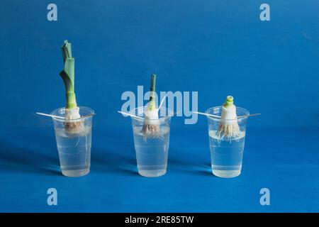 Three leek roots displaying different stages of growth in transparent plastic cups filled halfway with water, showcasing the changes in both the roots Stock Photo
