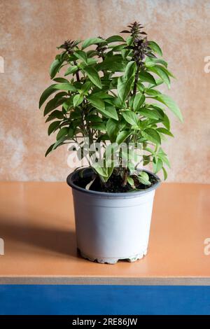 A thriving basil plant in a pot, ready to be transplanted, is showcased in the foreground against a pastel-colored studio background with copy space. Stock Photo