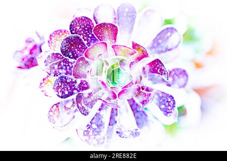 High key light succulent plant with uv lighting. Succulent in vibrant neon colors isolated on white background. Impressive flower background photo. Stock Photo