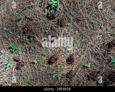 Pine cones, Pinus merkusii seeds, on the forest floor.  Natural background. Copy space. Stock Photo