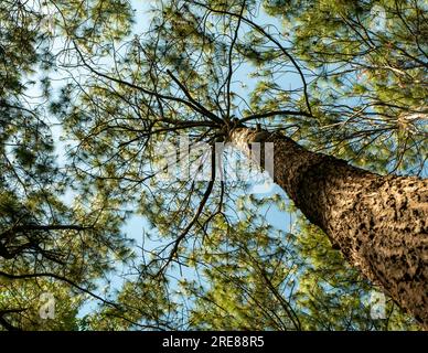 Pinus merkusii, the Merkus pine or Sumatran pine canopy, natural forest background. Stock Photo