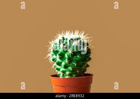 Cactus in a pot. Copy space. Beige background. Stock Photo