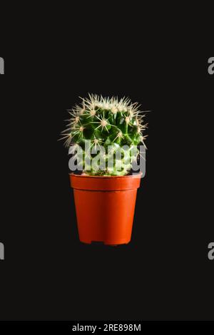 Cactus in a pot. Copy space. Isolated on black. Stock Photo