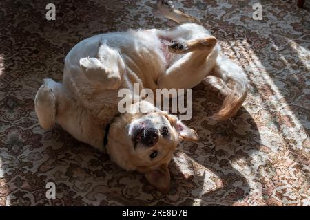 A labrador dog rolling around on a carpet. Stock Photo