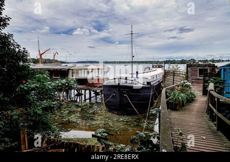 House boats converted  into permanent dwellings from  working barges  at Pin Mill , beautiful Suffolk coastal hamlet ,River Orwell , Suffolk England Stock Photo