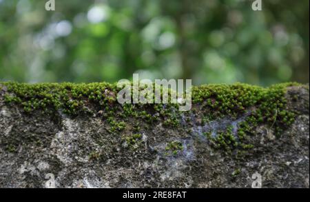 Beautiful wallpaper view of the green Mosses growing on a cement wall .Mosses growing on both top and side of the wall Stock Photo