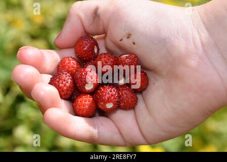 Childs hand holding newly picked wild strawberries Stock Photo