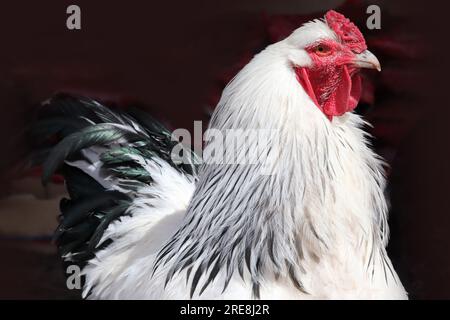Brahma chicken at an organic sustainable farm Stock Photo