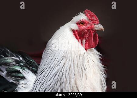 Brahma chicken at an organic sustainable farm Stock Photo - Alamy