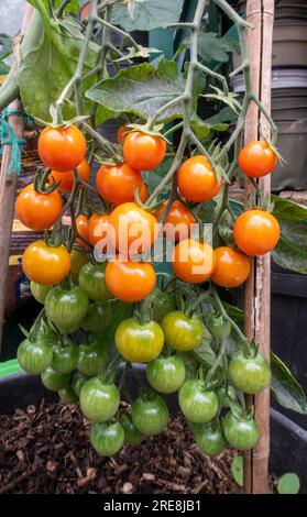 Tomato Honeycomb, an attractive golden orange coloured cherry variety, growing on the vine in a Devon greenhouse. Stock Photo