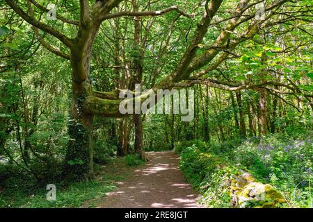 Path through woodland in spring with Bluebells in flower. Also known as Penrhos Country Park. Penrhos Coastal Park, Holyhead, Isle of Anglesey, Wales, Stock Photo