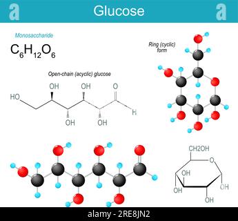 Glucose molecule. molecular chemical structural formula and model of Open-chain acyclic glucose, and Ring cyclic form of Monosaccharide. blood sugar. Stock Vector