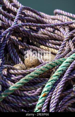 Lesser black-backed gull eggs laid in a coil of ropes on St Abbs Harbour Stock Photo