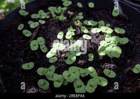 young basil seedlings growing in compost in a pot in a windowsill herb garden in the uk Stock Photo