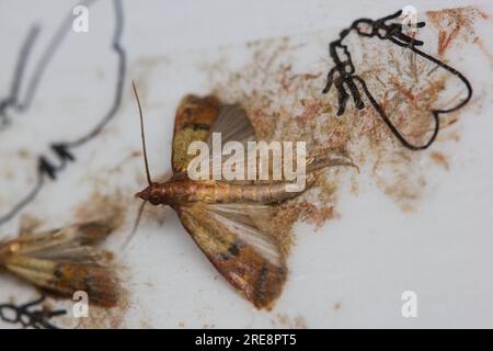 The Indian meal moth, weevil moth, pantry moth, flour or grain moth (Plodia interpunctella) detail of dead individual on sticky wall trap. Stock Photo