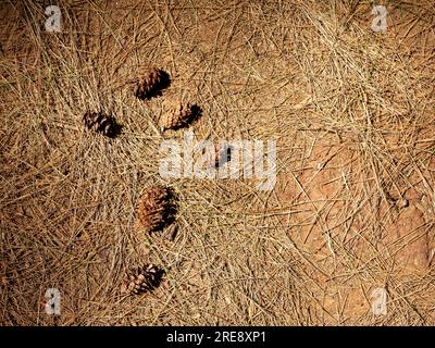 Pine cones, Pinus merkusii seeds, on the forest floor.  Natural background. Copy space. Stock Photo