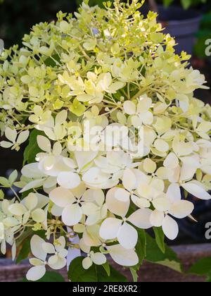 Cream white florets in the flower head of the hardy shrub, Hydrangea paniculata 'Phantom' Stock Photo