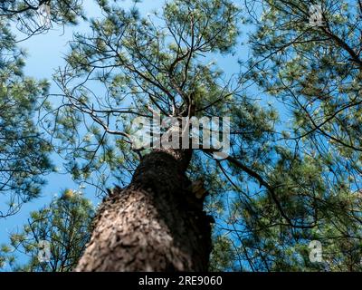 Pinus merkusii, the Merkus pine or Sumatran pine canopy, natural forest background Stock Photo
