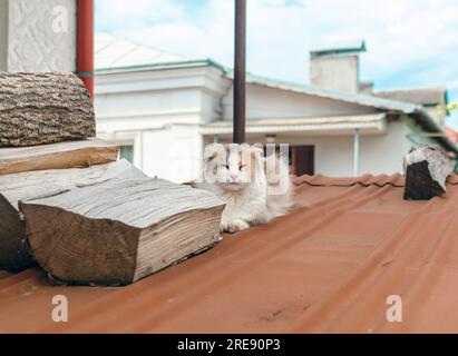 Light cat sitting on red roof in village Stock Photo