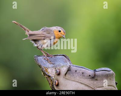 A robin foraging in summer in mid Wales Stock Photo