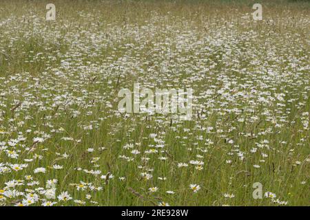 Summer wildflower meadow with moon daisies, also known as oxeye daisy or Leucanthemum vulgare, in Hampshire UK June Stock Photo