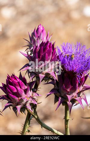 Close up bees collecting pollen on a blooming Cynara syriaca or Syrian wild artichoke Stock Photo
