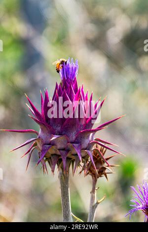 Close up bees collecting pollen on a blooming Cynara syriaca or Syrian wild artichoke Stock Photo