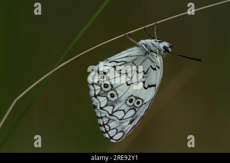 Balkan Marbled White butterfly male, Melanargia larissa, roosting Stock Photo